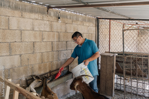 Farmer feeding goats.