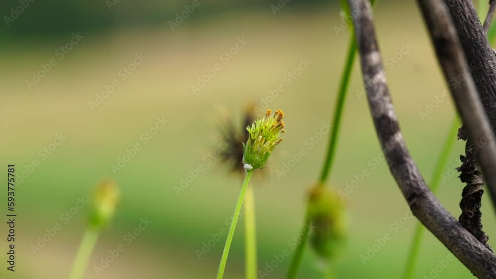 Bidens radiata plant. Bidens radiata is a species of flowering plant belonging to the family Asteraceae Bidens radiata plant. Bidens radiata is a species of flowering plant belonging to the family Asteraceae