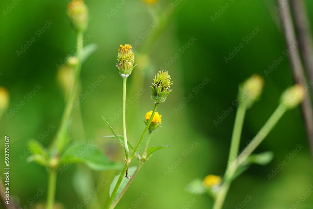 Bidens radiata plant. Bidens radiata is a species of flowering plant belonging to the family Asteraceae Bidens radiata plant. Bidens radiata is a species of flowering plant belonging to the family Asteraceae