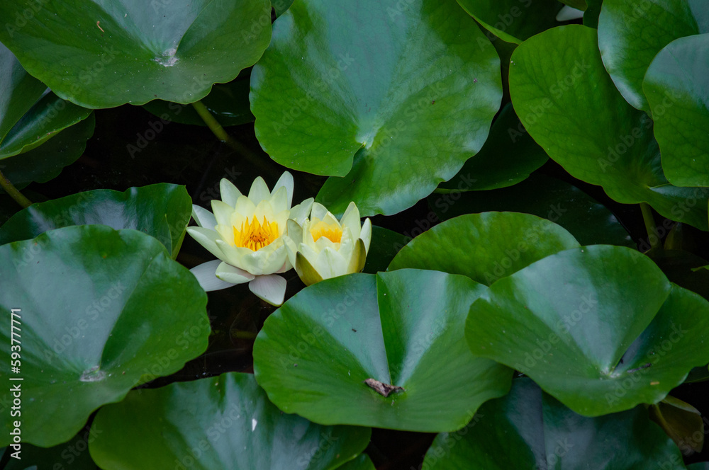 Water Lily Flowers Water Lily Flowers