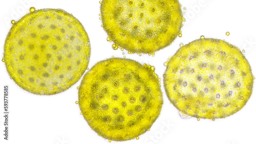 Marvel of Peru or four-o-clock (Mirabilis jalapa) pollen grains. Stacked photo.