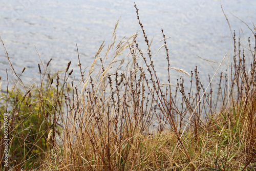 close up of grasses on waters edge