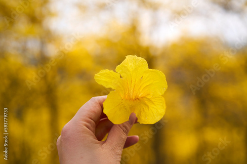 Closeup beautiful yellow campanula in spring photo
