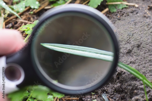 a black magnifying glass in hand magnifies a long green leaf of a plant on a gray ground in nature