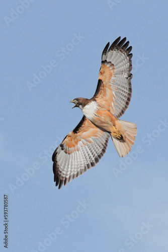 Red_tailed_hawk