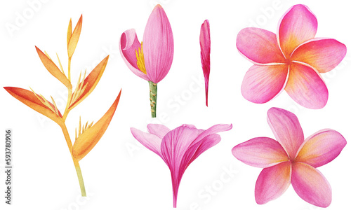 Set of watercolor flowers cliparts isolated on white background. Hand painted illustration. Botanical illustration for for printing on polygraphy and textiles