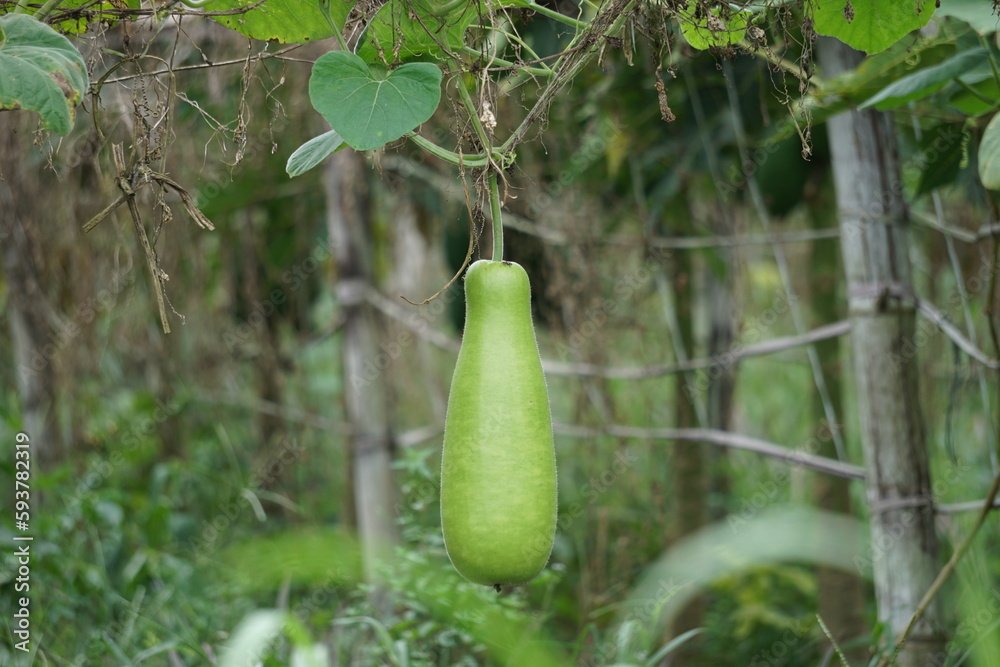 Benincasa hispida (blonceng, labu air, Benincasa hispida, the wax gourd