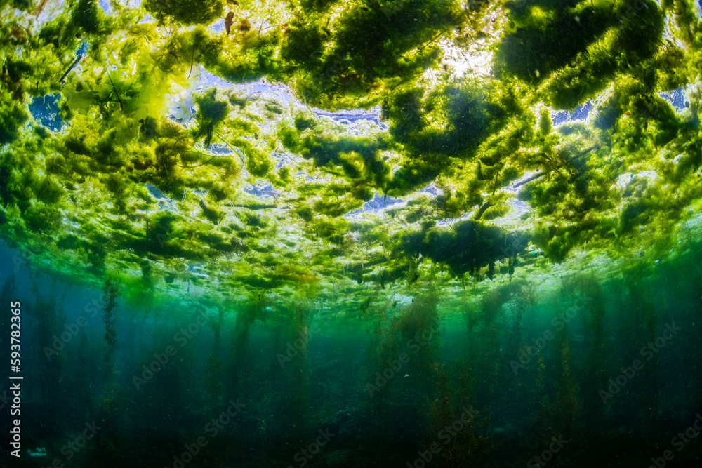 Forest of Seaweed Forest of Seaweed