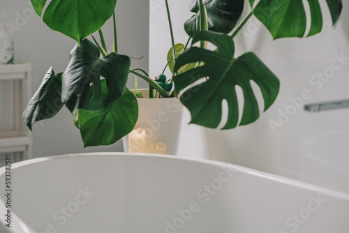 bathroom with large monstera plant  