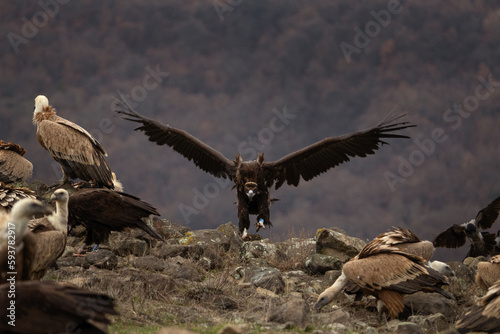 Black vulture is fighting against griffon vultures. Gyps fulvus and aegypius monachus are together in the Rhodope mountains. European nature. 