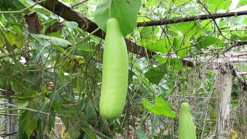 Benincasa hispida (blonceng, labu air, Benincasa hispida, the wax gourd, ash gourd) on the tree. It is eaten as a vegetable when mature photo