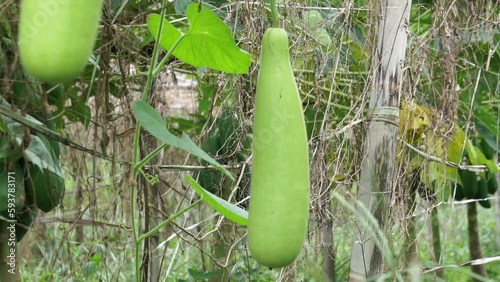 Benincasa hispida (blonceng, labu air, Benincasa hispida, the wax gourd, ash gourd) on the tree. It is eaten as a vegetable when mature photo