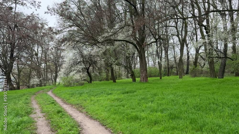 Path through the meadow overgrown with fresh green grass in spring. Fruit trees are in blossom while other trees are bare. Path through the meadow overgrown with fresh green grass in spring. Fruit trees are in blossom while other trees are bare.