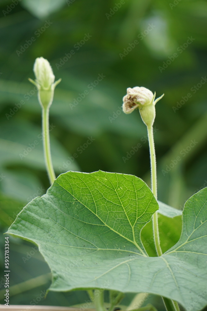 Benincasa hispida (blonceng, labu air, Benincasa hispida, the wax gourd