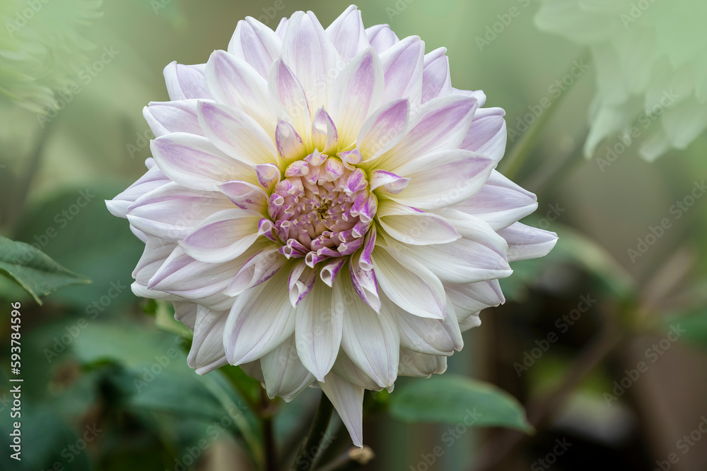 Close up of the pure white Dahlia flower Close up of the pure white Dahlia flower