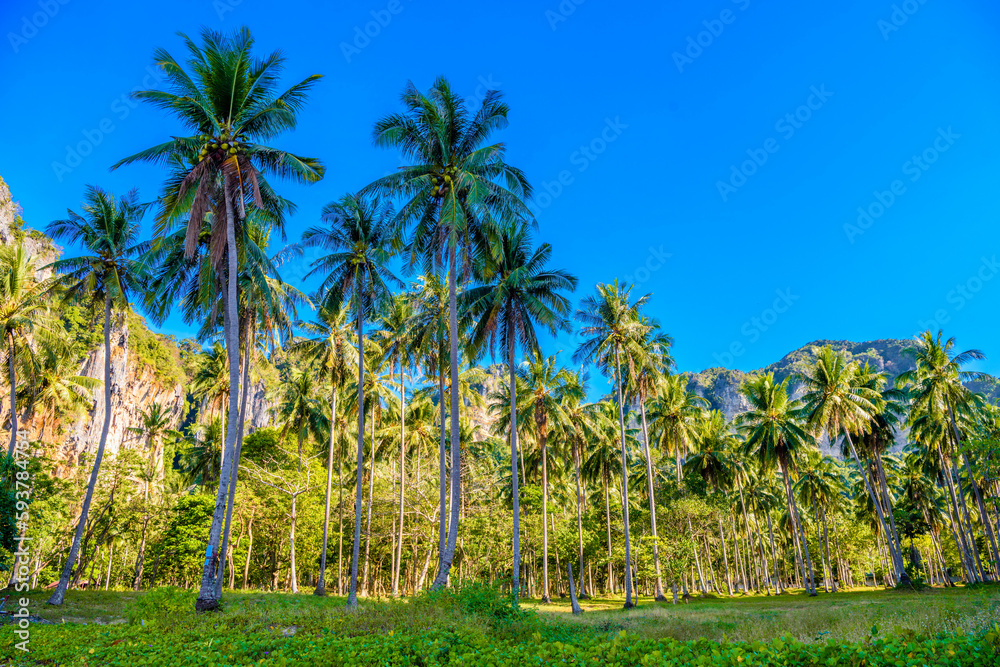 Coconut palms and rocks near the water, Tonsai Bay, Railay Beach, Ao Nang, Krabi, Thailand