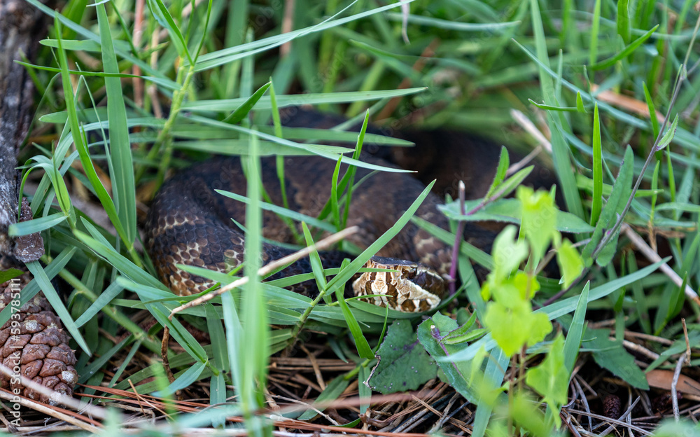 Snake in grass