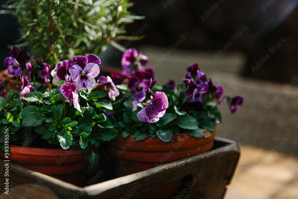 Purple violas and rosemary in pots on an outdoor table. Purple violas and rosemary in pots on an outdoor table.
