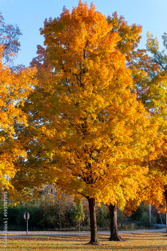 Fototapeta premium Beautiful Autumn Maples in Golden Light