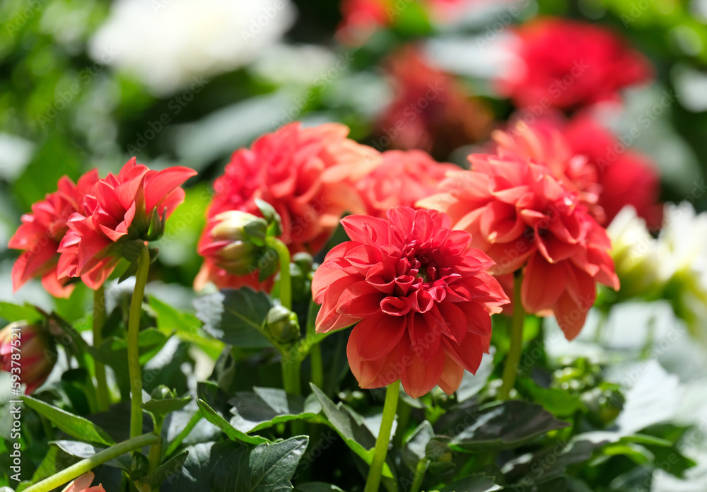 Red Dahlias in the garden Red Dahlias in the garden