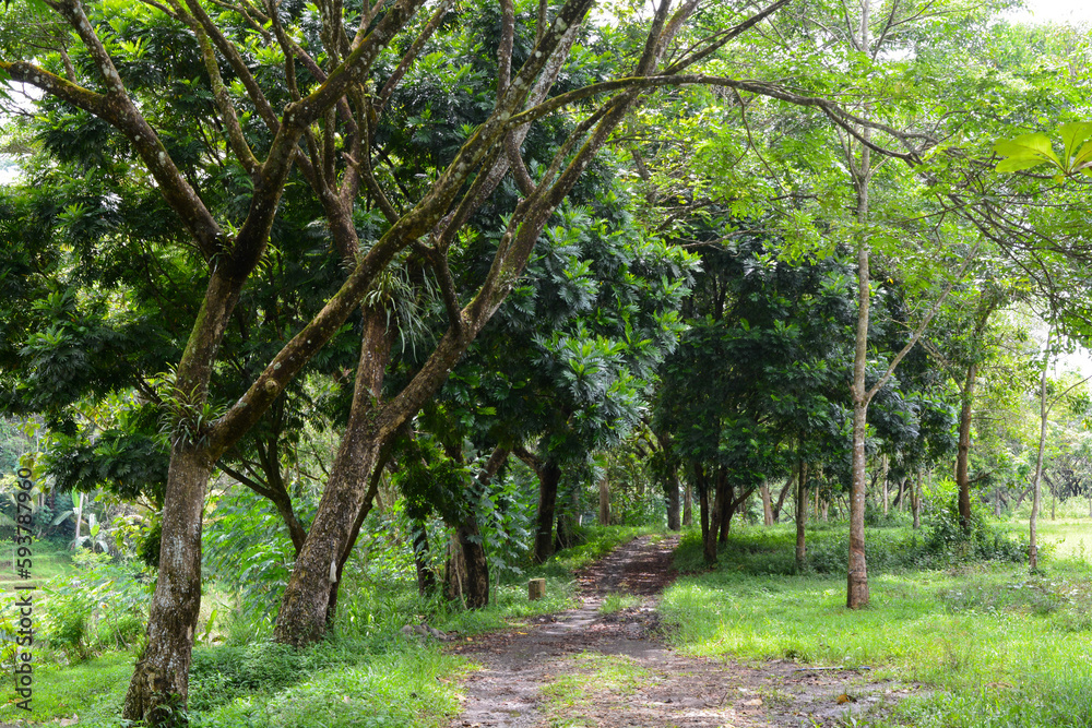 View of withered trees and green meadow in the morning in Wonosobo city park, Indonesia View of withered trees and green meadow in the morning in Wonosobo city park, Indonesia