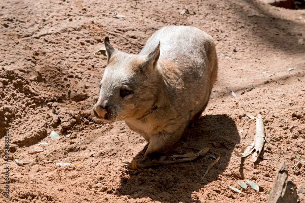 the hairy nosed wombat is enjoying the sun the hairy nosed wombat is enjoying the sun