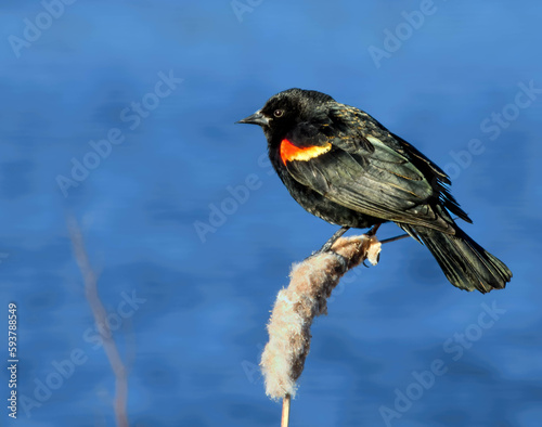 red winged blackbird male