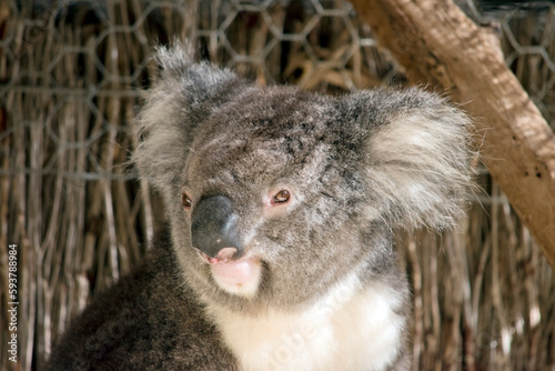 this a close up of a koala