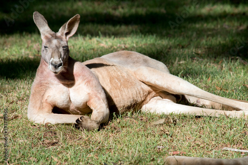 the red kangaroo is resting on the grass