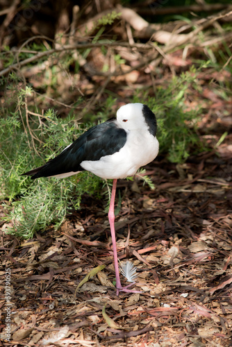 the black winged stilt is standing on one leg resting its beak under its wing