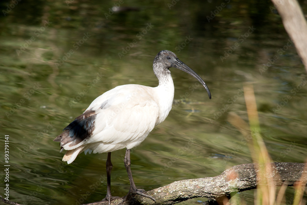 the white ibis is standing on a log above the water the white ibis is standing on a log above the water