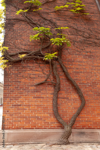 фотографія Vine branching into two stems growing out of concrete paving and up a brick wall