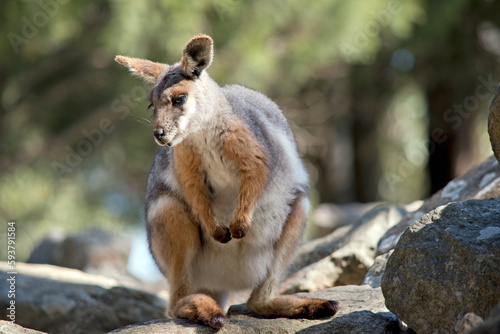 The Yellow-footed Rock-wallaby is brightly coloured with a white cheek stripe and orange ears. It is fawn-grey above with a white side-stripe, and a brown and white hip-stripe.