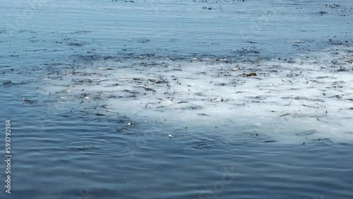 Herring spawning season. Fish spawn in shallow water.