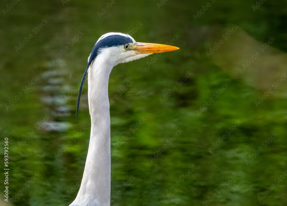 Grey heron close up portrait, head shot of beautiful bird with lovely green water background Grey heron close up portrait, head shot of beautiful bird with lovely green water background