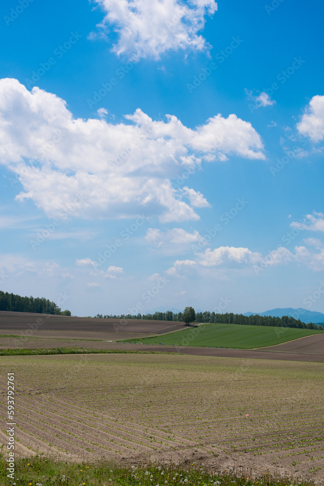 春の畑作地帯と青空
