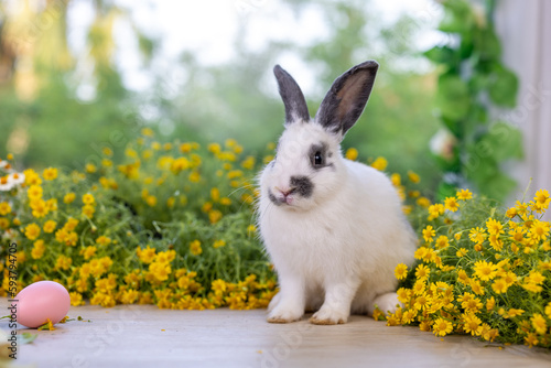 Lovely bunny easter fluffy baby rabbit with colorful easter eggs on green garden with daisy flowers nature background on sunny warmimg springtime day. Symbol of easter day festival. summer season. photo