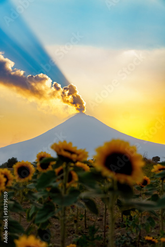 field of sunflowers at sunset and in the background the popocatepelt volcano photo