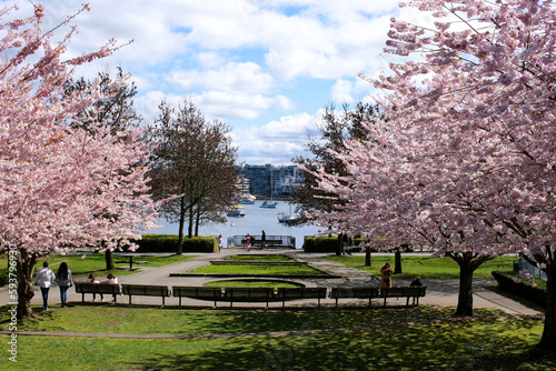 David Lam Park Yaletown spring pacific ocean jetty cyclists sun clear sky blossoming sakura cherry and magnolia trees sunny day seagulls fly rest weekend spend time with family vancouver canada 2023