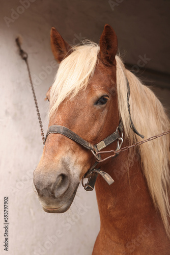 Adorable horse with bridles in stable. Lovely domesticated pet