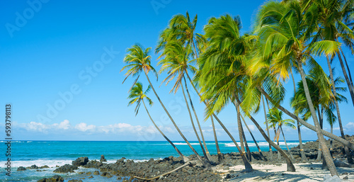 Scenic Palm Trees With Gorgeous Coast View photo