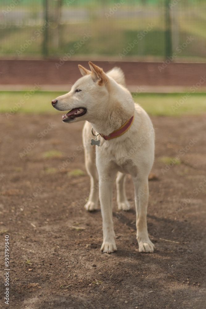 Perro blanco grande en el parque foto vertical Perro blanco grande en el parque foto vertical