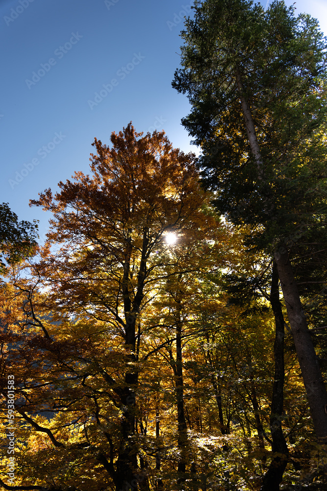 Sun shining through trees in German jungle