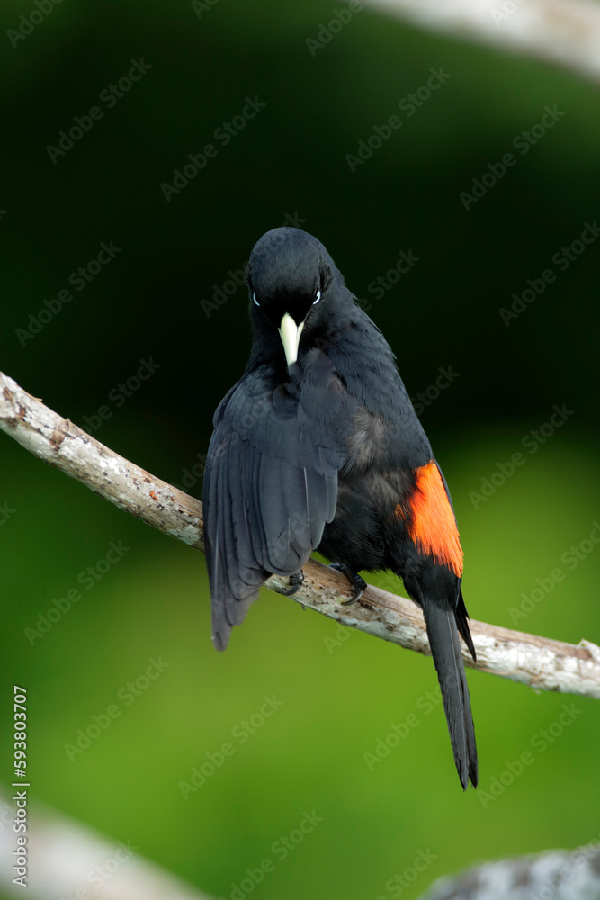Fototapeta premium Scarlet-rumped Cacique