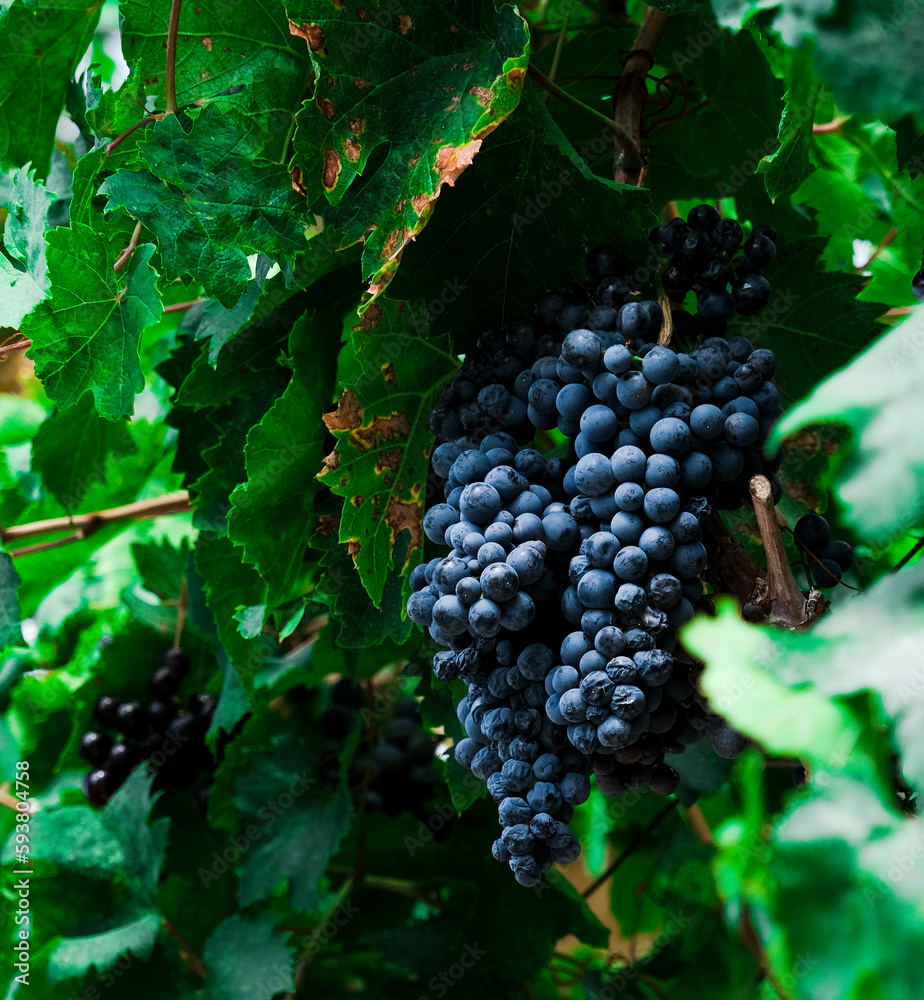 grapes on vine