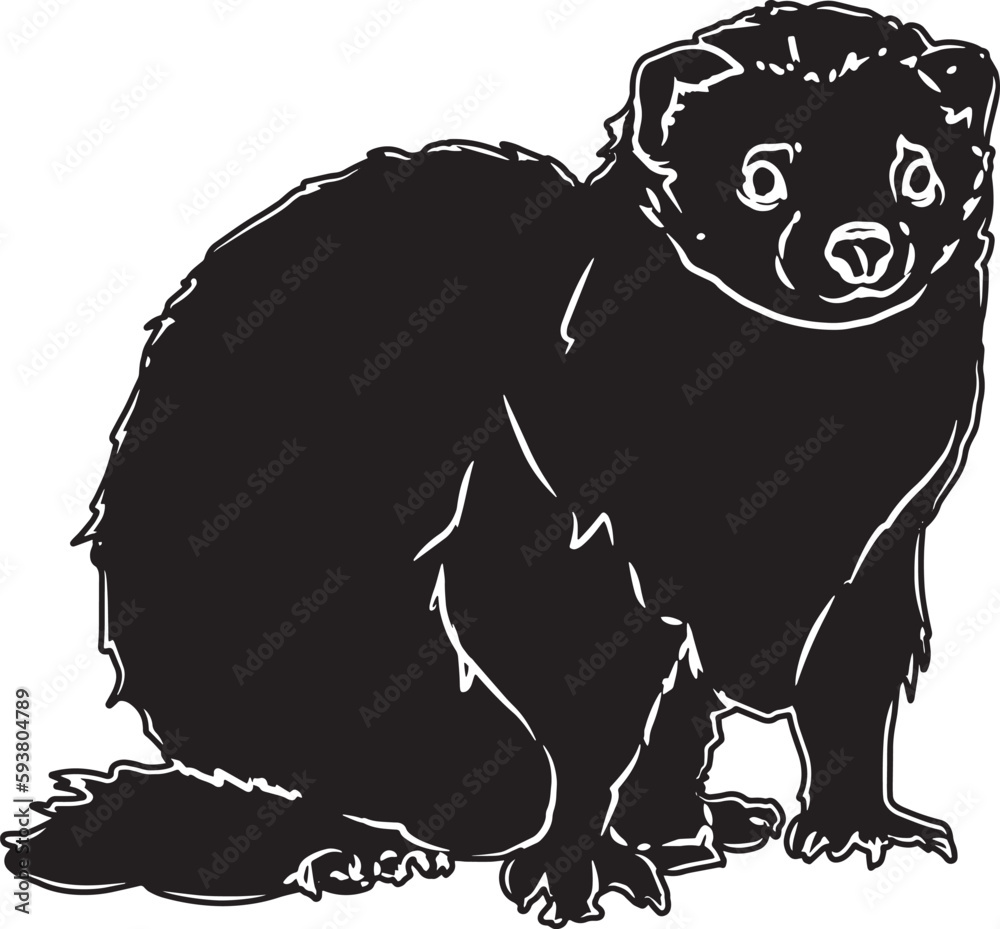 Obraz premium Ferret Sketch Vector