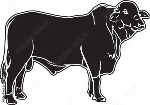 Braford Sketch Vector