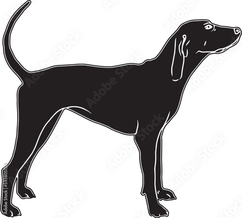 Coonhound Sketch