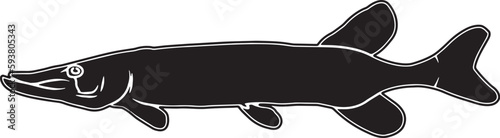Chain Pickerel Hand sketched, hand drawn vector clipart
