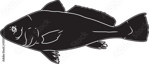 Atlantic Croaker Hand sketched, hand drawn vector clipart